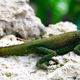Illustration for article titled How Lizard Tails Could Help Scientists Study Human Limb Regeneration